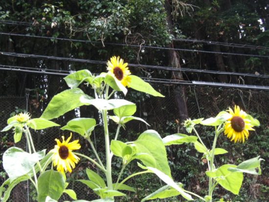 7月17日（木）